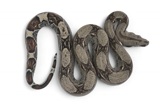 Macho Het Anery 66% Het Albino Khal A1025