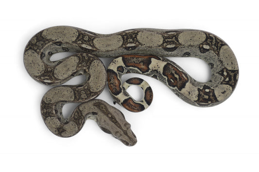Macho Het Anery 66% Het Albino Khal A1225