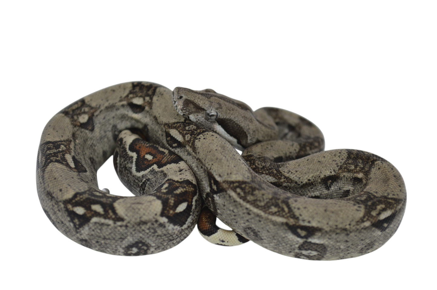 Macho Het Anery 66% Het Albino Khal A1225