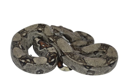 Macho Het Anery 66% Het Albino Khal A1225