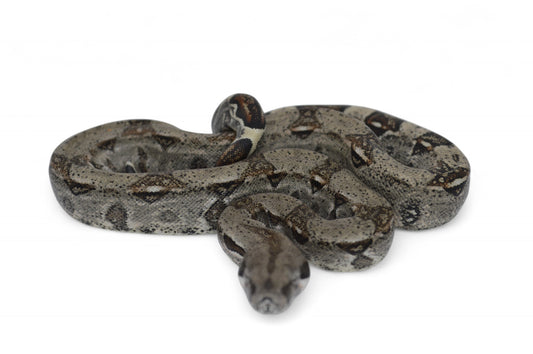 Macho Het Anery 66% Het Albino Khal A1325
