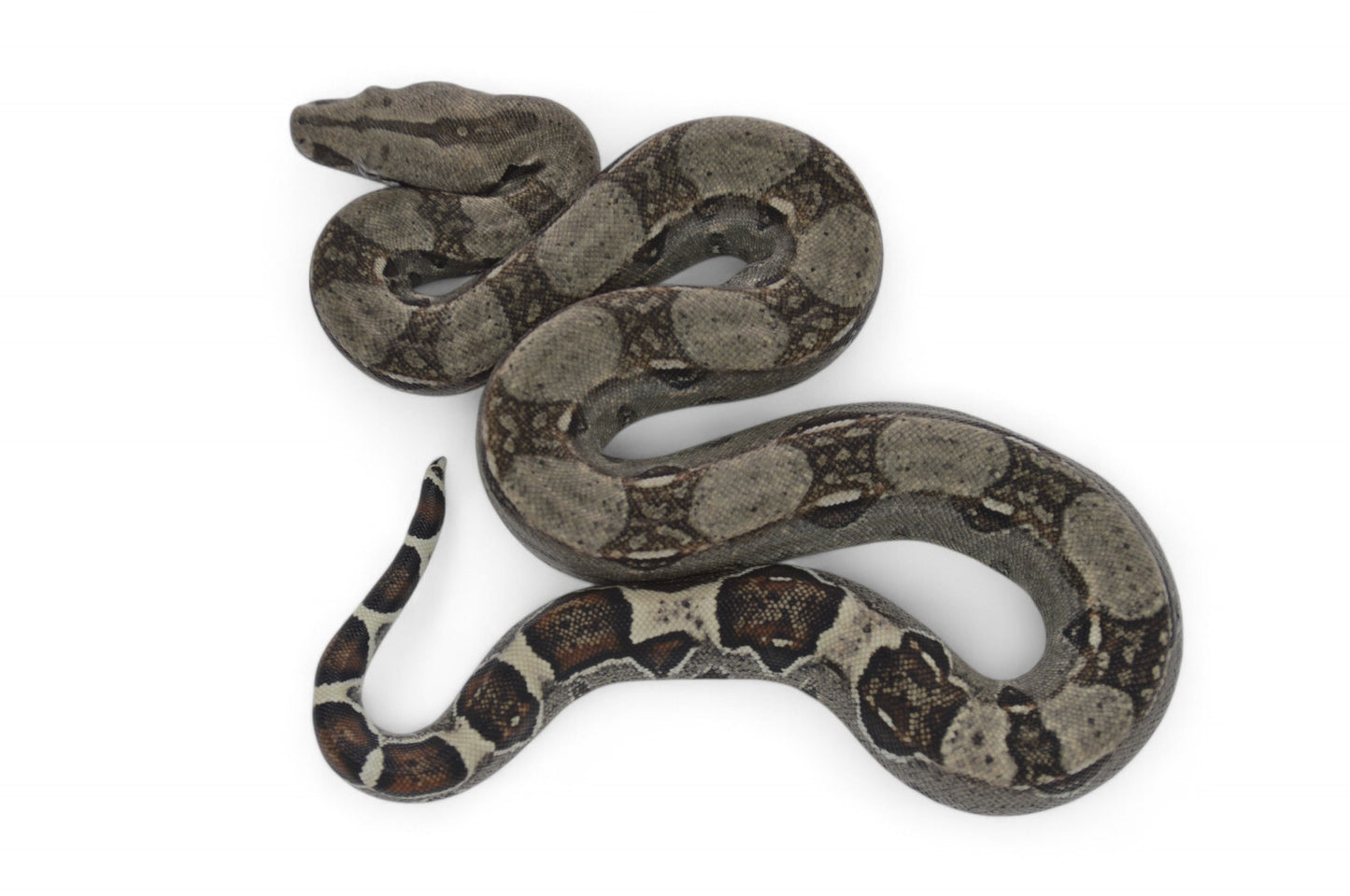 Macho Het Anery 66% Het Albino Khal A1425