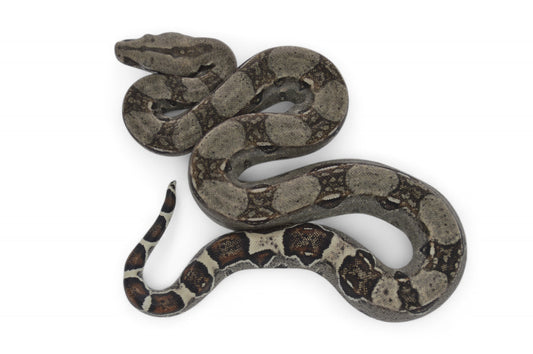 Macho Het Anery 66% Het Albino Khal A1425