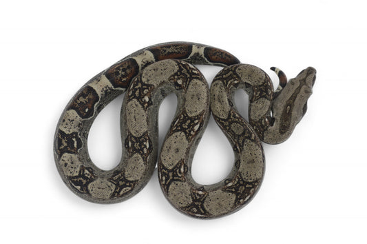 Macho Het Anery 66% Het Albino Khal A1525