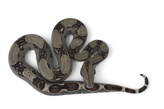 Hembra Het Anery 66% Het Albino Khal A1625