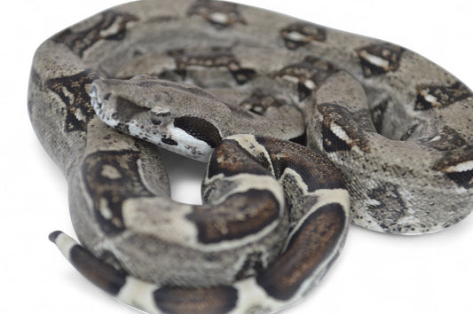 Hembra Het Anery 66% Het Albino Khal A1725