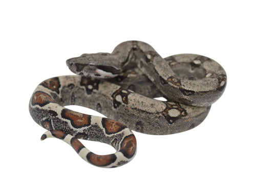 Hembra Het Anery 66% Albino Khal A425