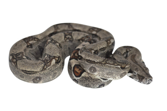 Hembra Het Anery 66% Het Albino Khal  A52025