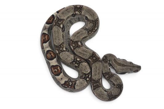 Hembra Het Anery 66% Het Albino Khal  A52025