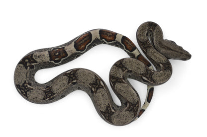 Macho Het Anery 66% Het Albino Khal A625