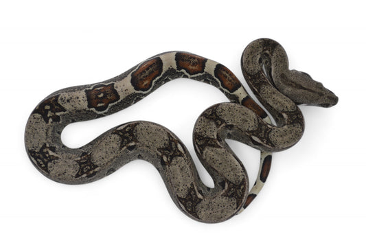 Macho Het Anery 66% Het Albino Khal A625