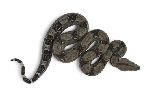 Hembra Anery 66% Het Albino Khal A825