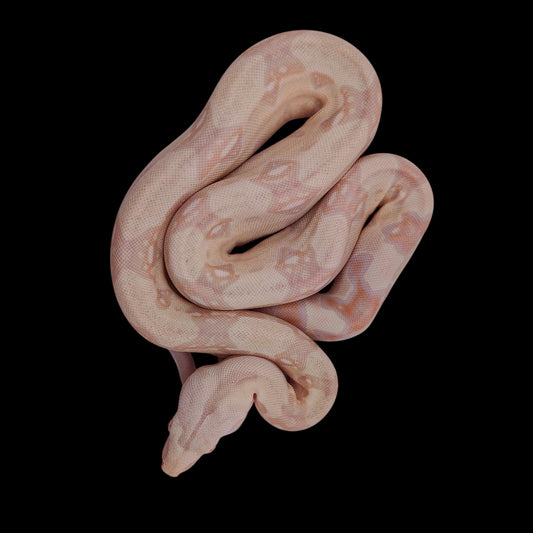 Hembra Albino Het Anery A725