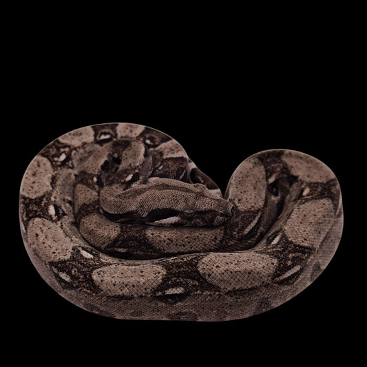 Macho Anery 66% Het Albino Khal A925