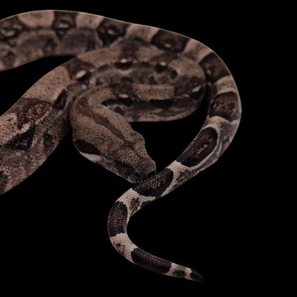 Macho Anery 66% Het Albino Khal A925