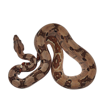 Hypo-Otonco Hembra 2025 C3