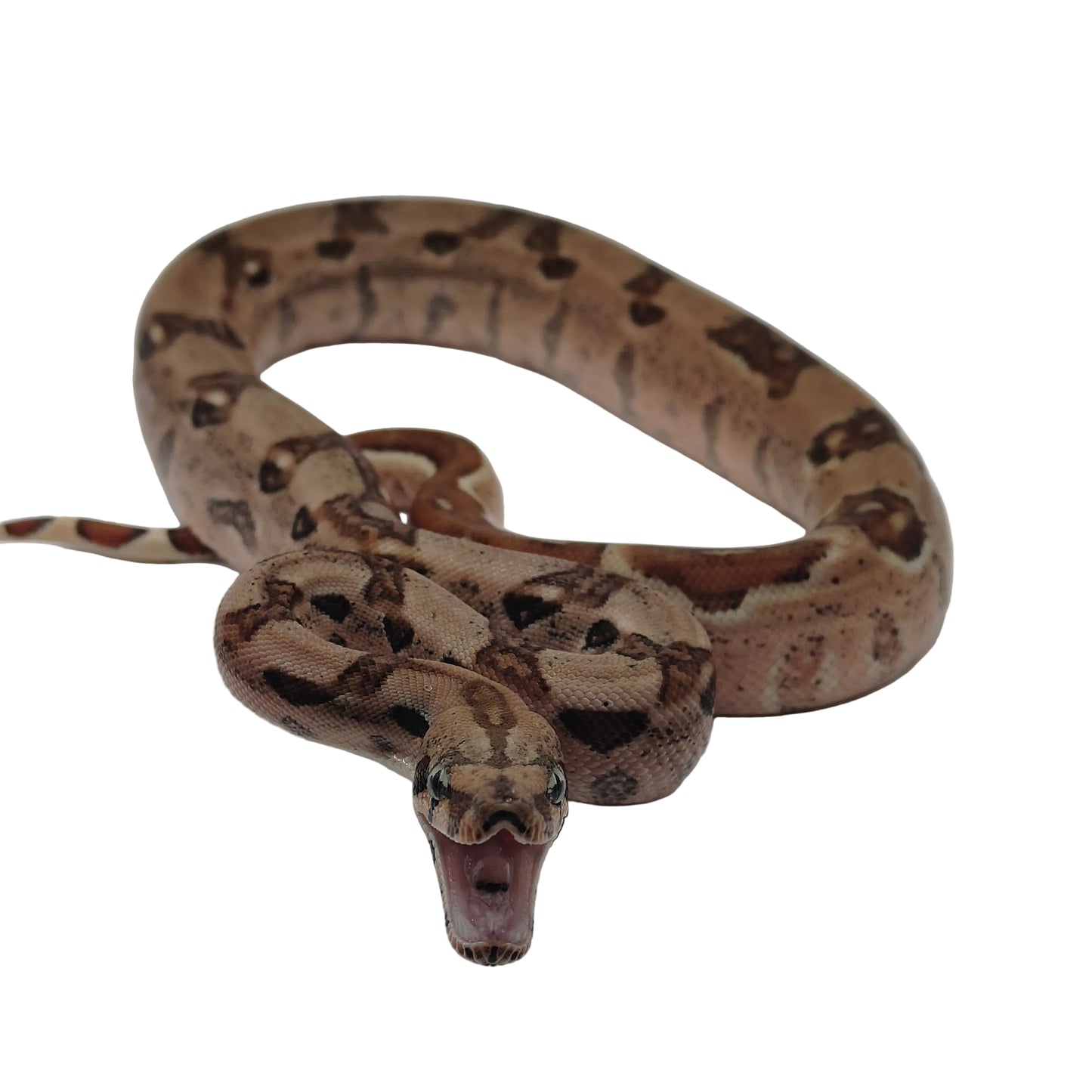 Hypo-Otonco Hembra 2025 C3