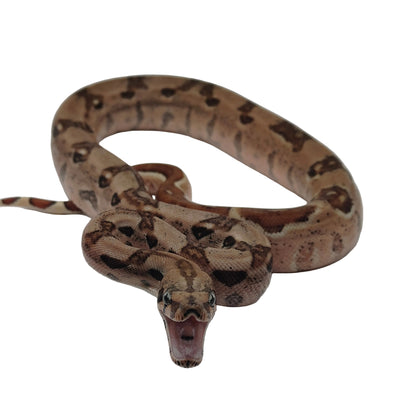 Hypo-Otonco Hembra 2025 C3