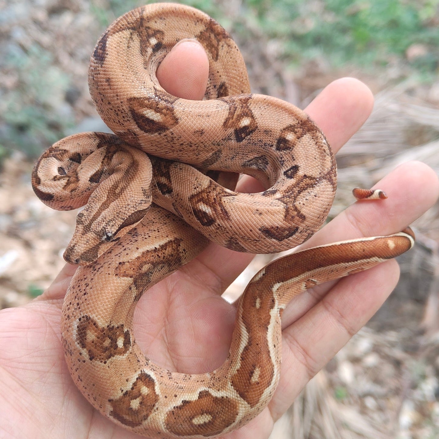 Hypo-Otonco Hembra 2025 C3