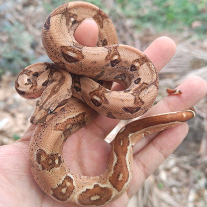 Hypo-Otonco Hembra 2025 C3