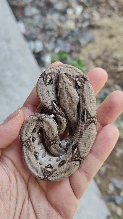 Hembra Het Anery 66% Albino Khal A1125