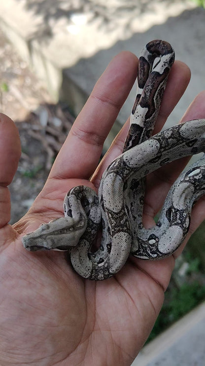 Macho Het Anery 66% Het Albino Khal A1225