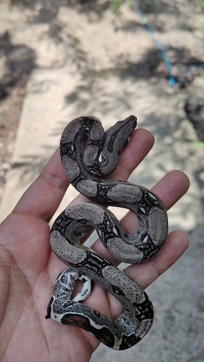 Hembra Het Anery 66% Het Albino Khal A1625