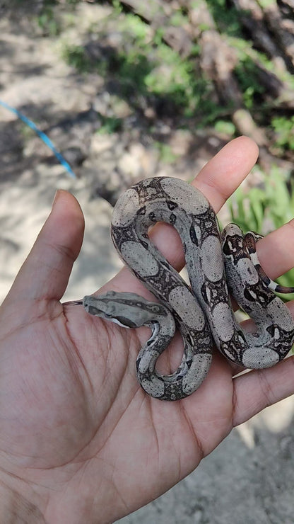 Macho Het Anery 66% Het Albino Khal A1325