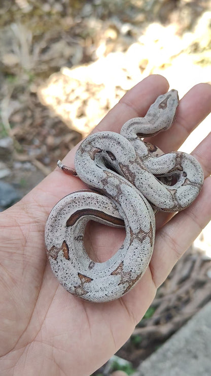 Jungle Stripe Sangre Veracruz-Hog Island Macho B725