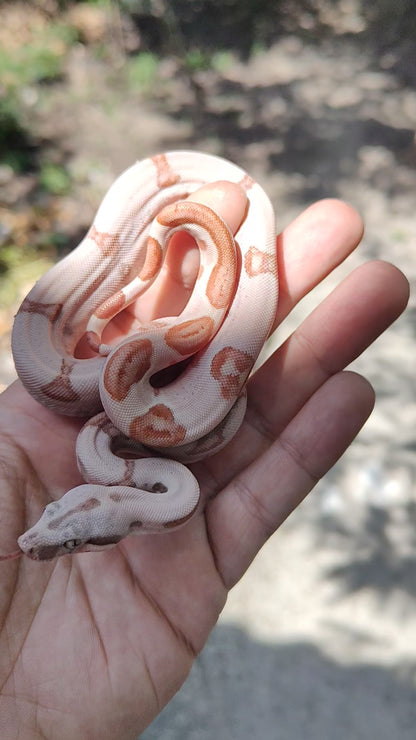 Super Hypo Jungle Sangre Veracruz-Hog Island Macho B625