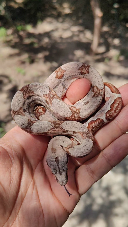 Hypo Sangre Veracruz-Hog Island Hembra B925