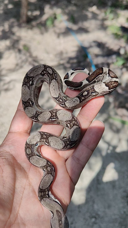 Hembra Het Anery 66% Het Albino Khal A1725