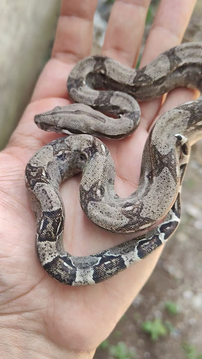 Hembra Anery 66% Het Albino Khal A825