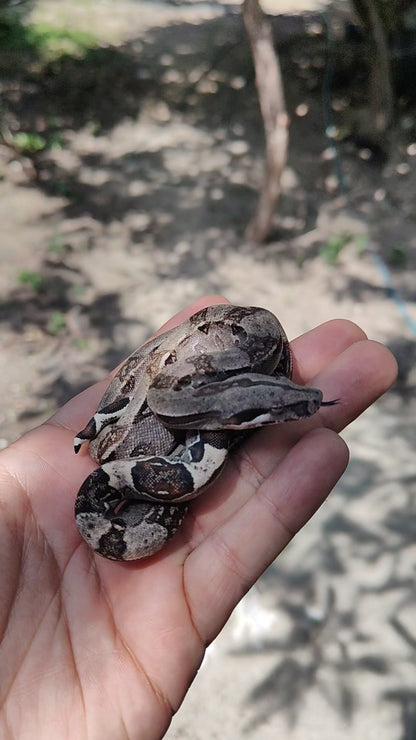 Macho Het Anery 66% Het Albino Khal A1425