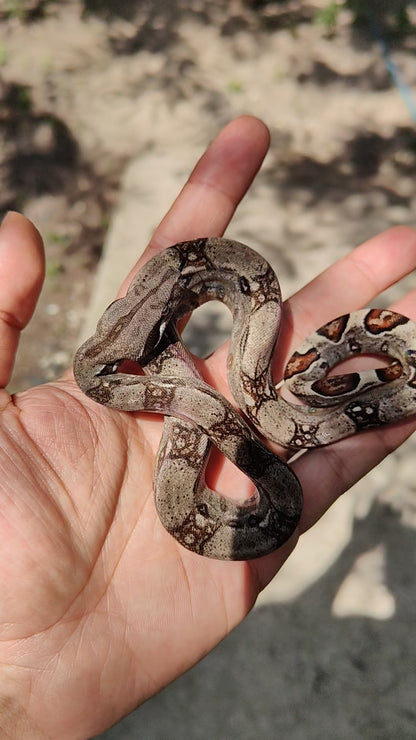 Hembra Het Anery 66% Het Albino Khal  A52025