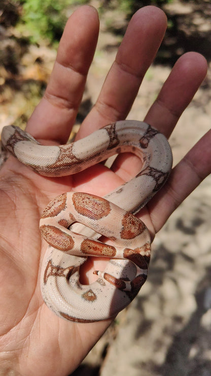 Hypo Jungle Veracruz-Hog Island Macho B125