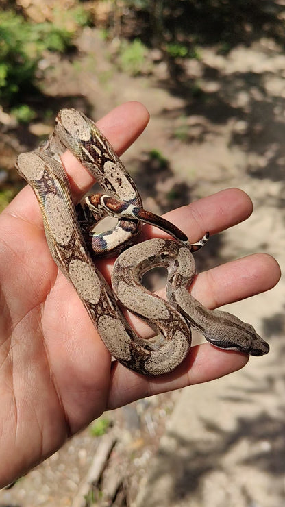 Macho Het Anery 66% Het Albino Khal A1025