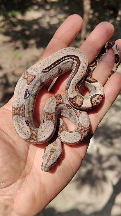 Jungle Stripe Sangre Veracruz-Hog Island Macho B825