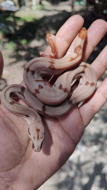 Super Hypo Jungle Sangre Veracruz-Hog Island Macho B325