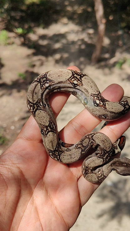 Macho Het Anery 66% Het Albino Khal A1525