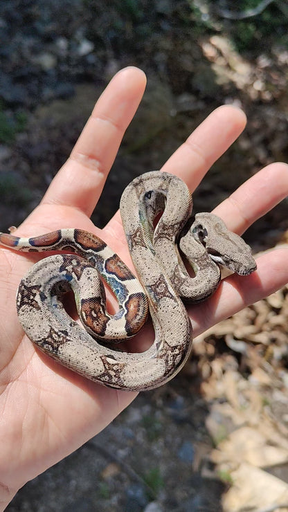 Macho Het Anery 66% Het Albino Khal A625