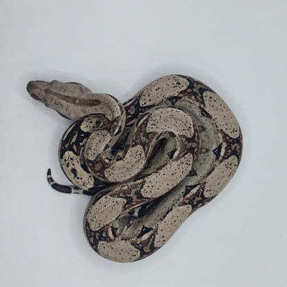 Macho Het Anery 66% Het Albino Khal 2025 A1025