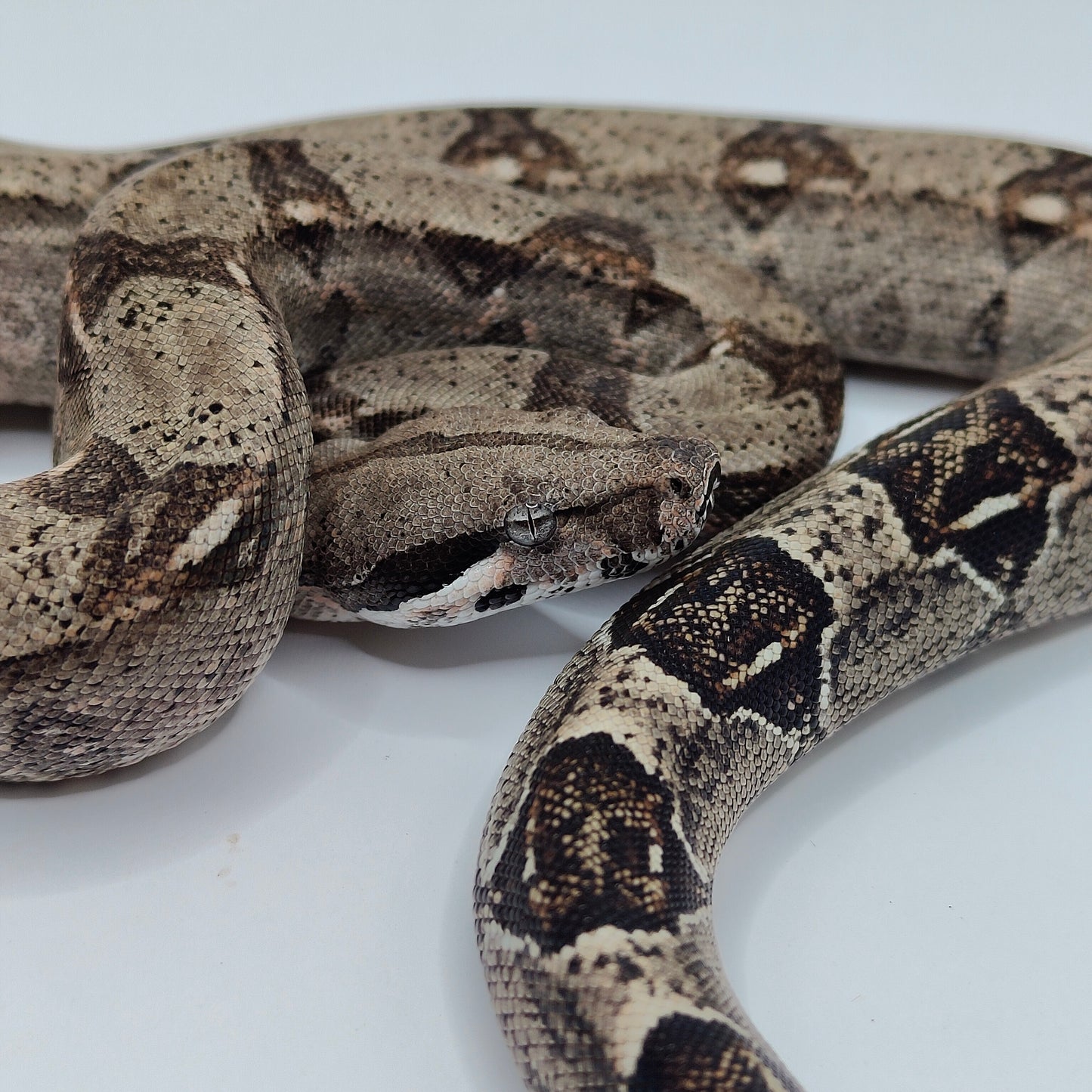 Hembra Anery 66% Het Albino Khal A825