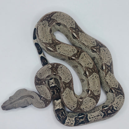 Hembra Anery 66% Het Albino Khal 2025 A825