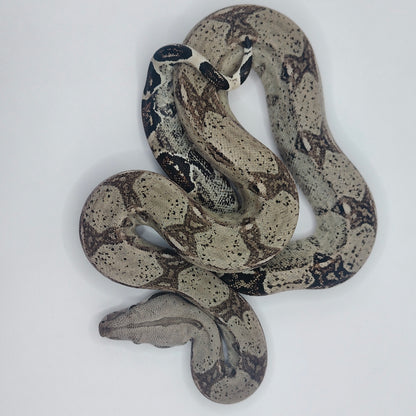 Hembra Anery 66% Het Albino Khal 2025 A825
