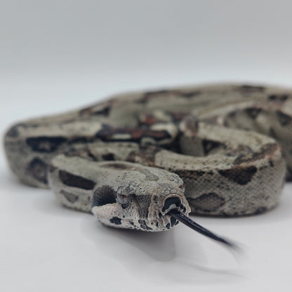 Macho Het Anery 66% Het Albino Khal 2025 A1025
