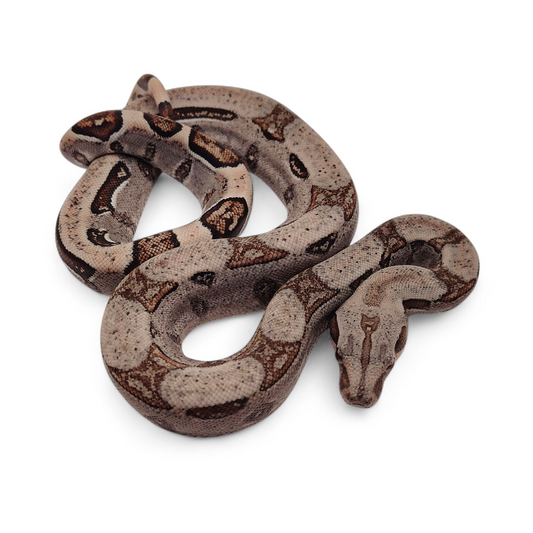 Jungle Stripe Sangre Veracruz-Hog Island Macho B825
