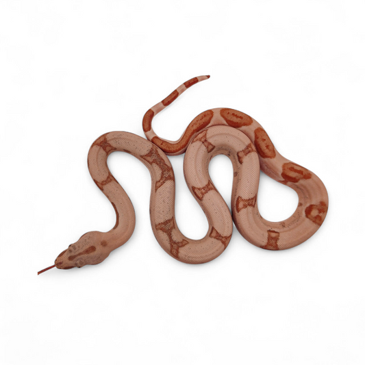 Super Hypo Jungle Sangre Veracruz-Hog Island Macho B625
