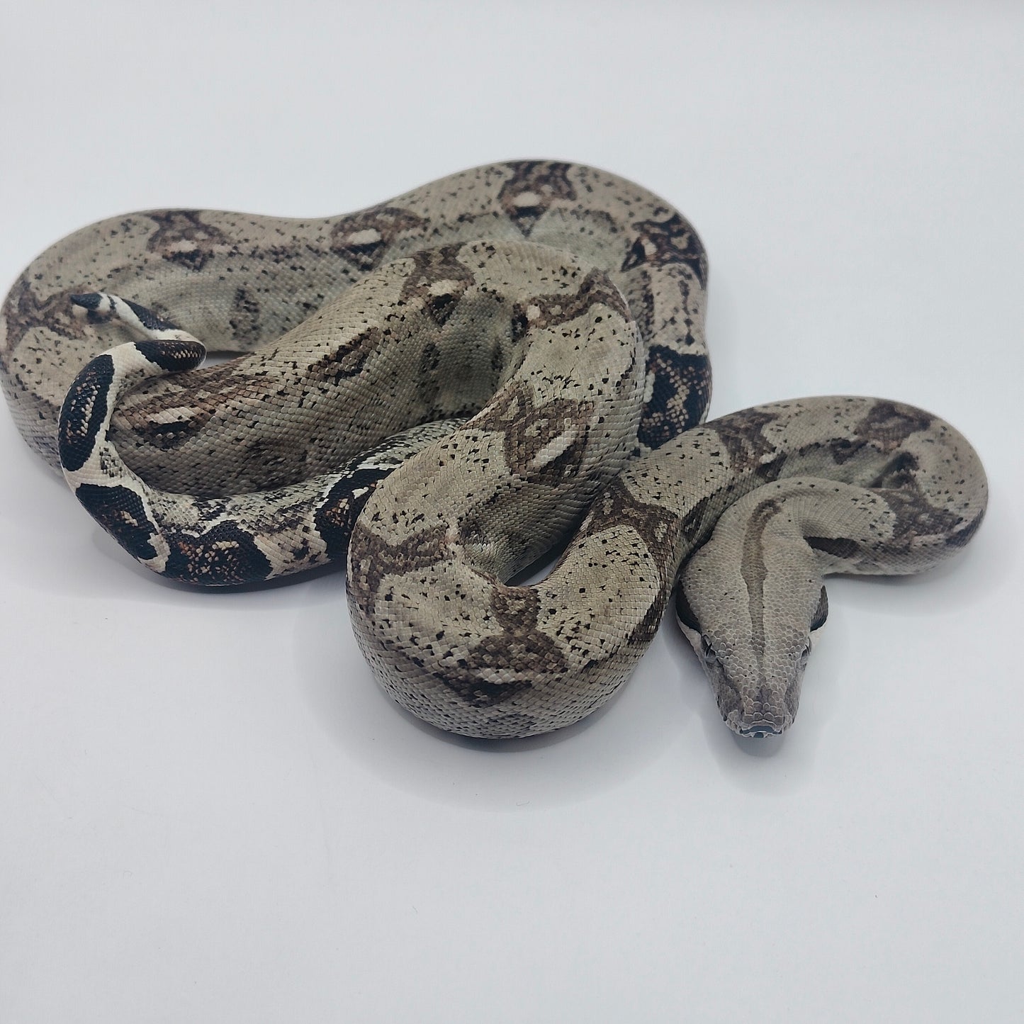 Hembra Anery 66% Het Albino Khal 2025 A825