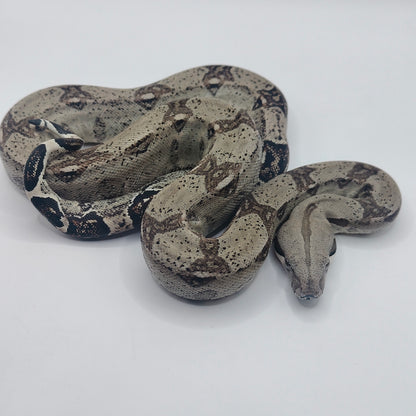 Hembra Anery 66% Het Albino Khal 2025 A825